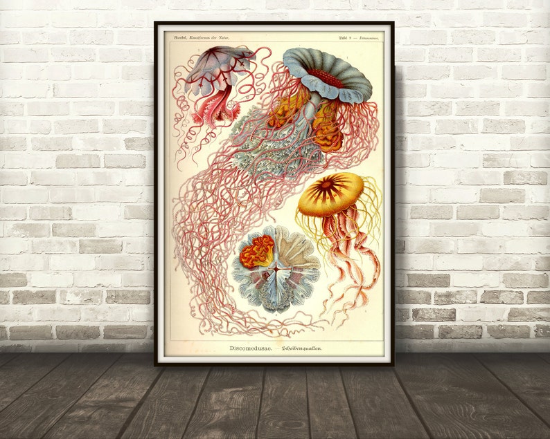 Jellyfish Drawing Scientific Illustration Jellyfish Etsy