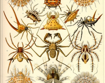 Vintage Illustration, Arachnid, Ernst Haeckel, Spider Poster, Giclee Print, Art Nouveau, Spiders Print, Vintage Science Print, Spider Art