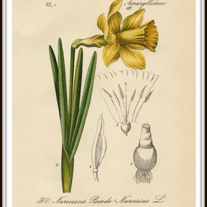 Narcissus Daffodil, Yellow Narcissus, Daffodil Narcissus, Daffodil Yellow, Narcissus Yellow, Narcissus Botanical, Daffodil Print, Daffodil image 2