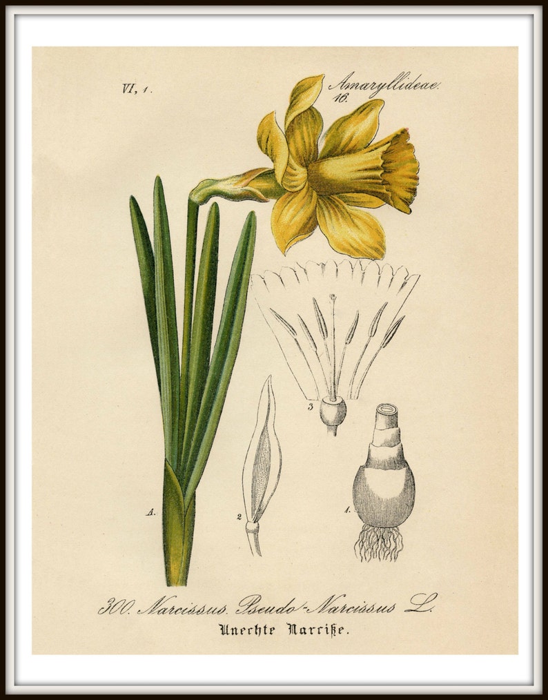 Narcissus Daffodil, Yellow Narcissus, Daffodil Narcissus, Daffodil Yellow, Narcissus Yellow, Narcissus Botanical, Daffodil Print, Daffodil image 2