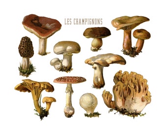 Fungi Art, Botanical Mushroom Print, Kitchen Decor, Botanical Print, Kitchen Art, Botanical Illustration, Nature Art Print, Mycology, Fungus