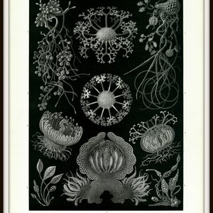 Scientific Illustration, Scientific Art, Art Scientific, Fungus Illustration, Fungus Art, Illustration Scientific, Illustration Art, Haeckel image 3