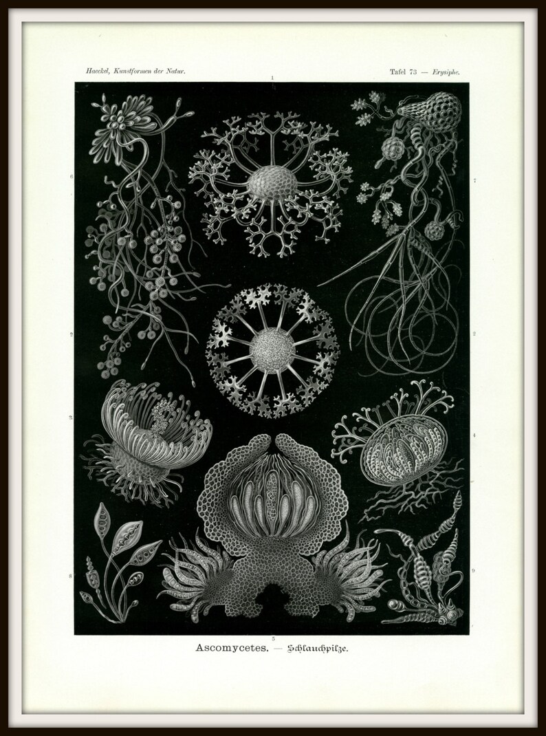 Scientific Illustration, Scientific Art, Art Scientific, Fungus Illustration, Fungus Art, Illustration Scientific, Illustration Art, Haeckel image 3