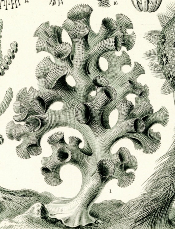 Sea Sponges, Sponges Art, Art Sponges, Sponges Sea, Haeckel Art, Sea Art,  Art Sea, Ernst Haeckel, Haeckel Ernst, Haeckel Drawing, Sea Decor 