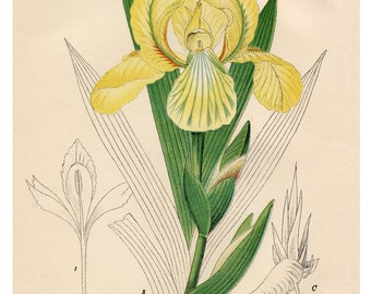 Yellow Flowers, Botanical, Illustration, Yellow Iris, Giclee Print, Floral Print, Vintage Botanical Art Print, Flower Wall Art, Flower Print
