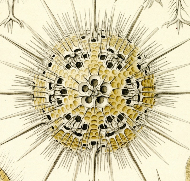 Microscopic Life Forms, Life Forms, Microscopic Life, Microscopic Forms, Life Illustration, Illustration Life, Ernst Haeckel, Scientific Art image 4