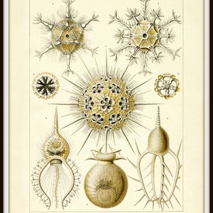 Microscopic Life Forms, Life Forms, Microscopic Life, Microscopic Forms, Life Illustration, Illustration Life, Ernst Haeckel, Scientific Art image 2