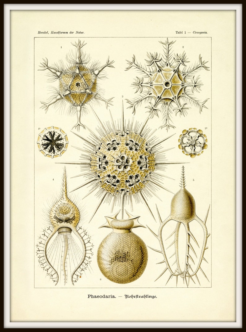 Microscopic Life Forms, Life Forms, Microscopic Life, Microscopic Forms, Life Illustration, Illustration Life, Ernst Haeckel, Scientific Art image 2