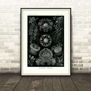 May include: Black and white illustration of various types of jellyfish, including a jellyfish with tentacles, a jellyfish with a bell-shaped body, and a jellyfish with a long, thin body. The illustration is titled "Zoophyta - Calycozoa".