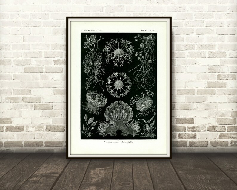 May include: Black and white illustration of various types of jellyfish, including a jellyfish with tentacles, a jellyfish with a bell-shaped body, and a jellyfish with a long, thin body. The illustration is titled "Zoophyta - Calycozoa".