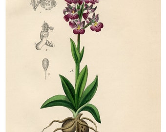 Orchids, Purple Flowers, Purple Orchid, Floral Print, Botanical, Illustration, Vintage Botanical Art Print, Flower Wall Art, Giclee Print