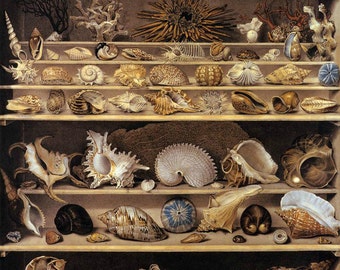 May include: A still life painting of a collection of seashells arranged on shelves. The shells are of various shapes, sizes, and colors, including white, brown, and black. The shelves are made of wood and are painted a light brown color. The painting is titled "Alexander Isidore DeBarde, Selection of Shells Arranged on Shelves".