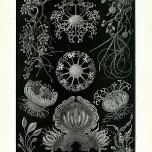 May include: A black and white illustration of various types of fungi, including Erysiphe, a powdery mildew. The illustration is from a book titled "Kunstformen der Natur" by Ernst Haeckel. The text "Ascomycetes. Schlauchpilze." is at the bottom of the image.