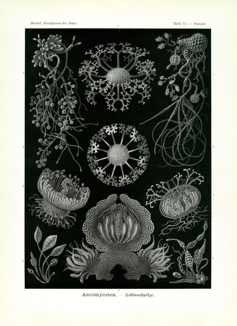 May include: A black and white illustration of various types of fungi, including Erysiphe, a powdery mildew. The illustration is from a book titled "Kunstformen der Natur" by Ernst Haeckel. The text "Ascomycetes. Schlauchpilze." is at the bottom of the image.
