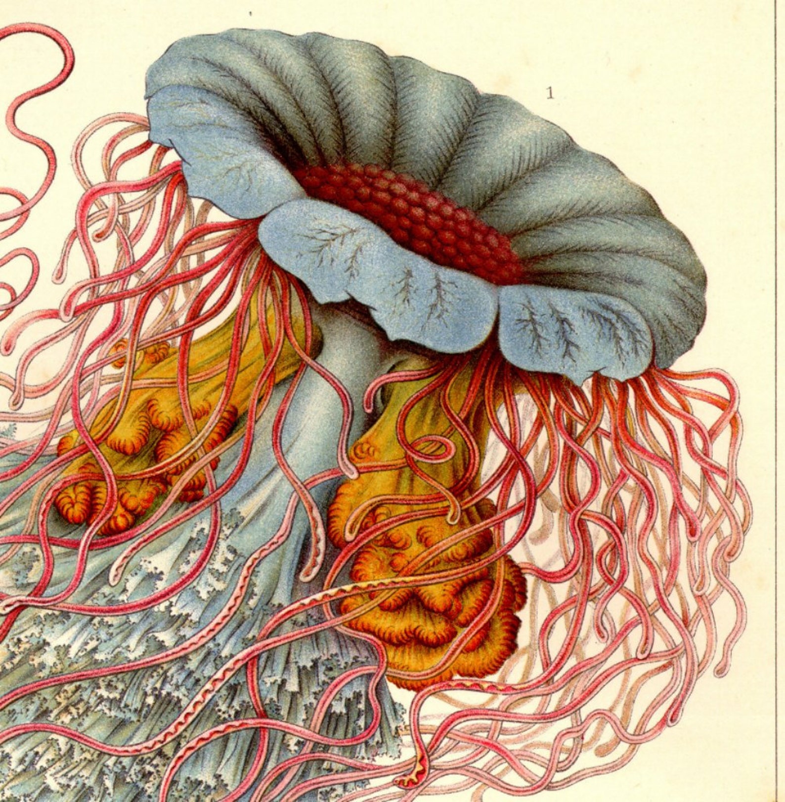 Jellyfish Drawing Scientific Illustration Jellyfish Etsy
