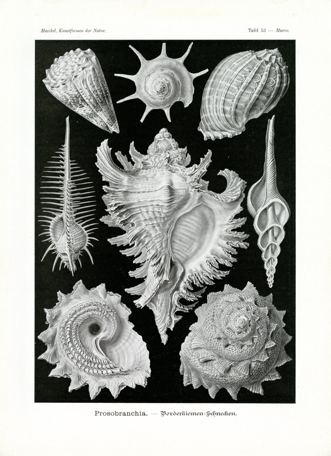 洋書 Shells - Classic Natural History Prints Shells - Classic Natural History Prints: Dance, S. Peter