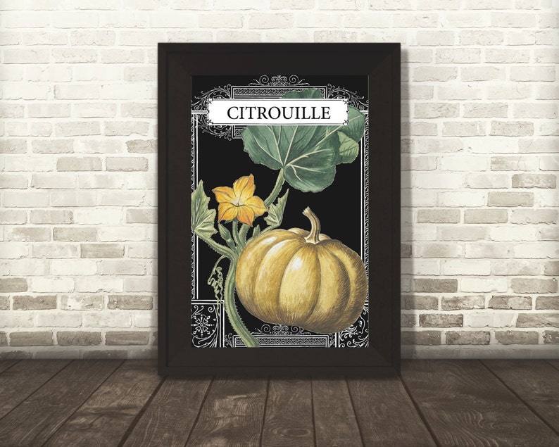 Pumpkin Drawing Pumpkin French Botanical Illustration Pumpkin Illustration French Pumpkin Print Botanical Pumpkin French Illustration