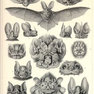 Vampire Bats, Art Nouveau, Art Print, Ernst Haeckel, Vintage Illustration, Bat Art, Chiroptera, Wall Art, Bat Art Print, Educational Art