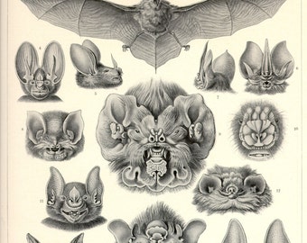 Vampire Bats, Art Nouveau, Art Print, Ernst Haeckel, Vintage Illustration, Bat Art, Chiroptera, Wall Art, Bat Art Print, Educational Art