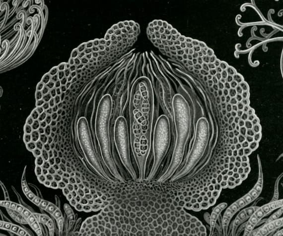 Scientific Illustration, Scientific Art, Art Scientific, Fungus Illustration, Fungus Art, Illustration Scientific, Illustration Art, Haeckel