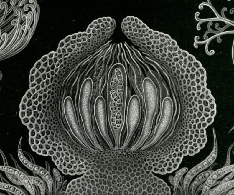 May include: A black and white illustration of a flower with a complex, intricate design. The flower has a central core with multiple layers of petals and a textured surface.