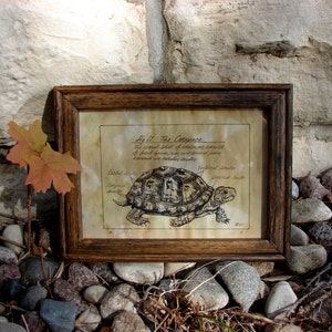 Pen and Ink Box Turtle Print 5x7 Vintage -Like Science Diagram Picture Wall Art