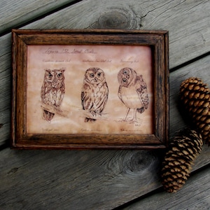 Pen and Ink Small Owl Drawing Print 5x7 Vintage -Like Nerdy Science Picture