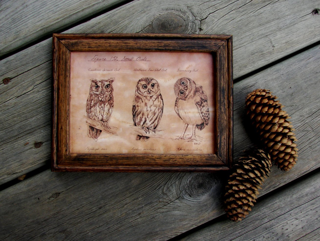 Pen and Ink Small Owl Drawing Print 5x7 Vintage -Like Nerdy Science Picture