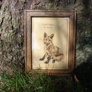 Pen and Ink Red Fox Print 5x7 Vintage -Like Science Diagram Picture