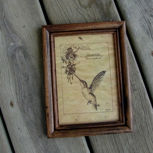 Pen and Ink Hummingbird and Fuchsia Flower Print 5x7 Vintage -Like Science Diagram Picture