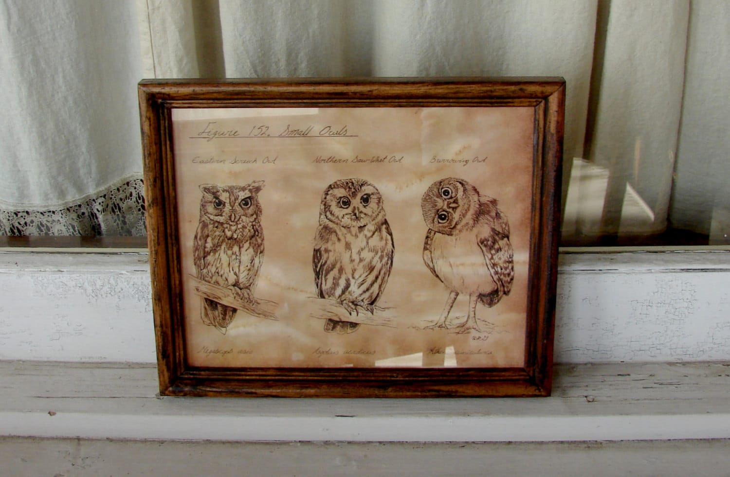 Pen and Ink Small Owl Drawing Print 8x10 Vintage -Like Nerdy Science Picture