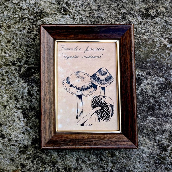 Pen and Ink haymaker Mushroom gilled toadstool Print 5x7 Vintage -Like Science Diagram Picture
