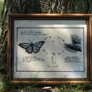 Pen and Ink Butterfly Metamorphosis Drawing Print 8x10 Vintage -Like Nerdy Science Picture