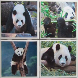 May include: Four square tiles with images of giant pandas. One panda stands on rocks, another eats bamboo, a third is in a tree, and the last rests on a log. The pandas are black and white.