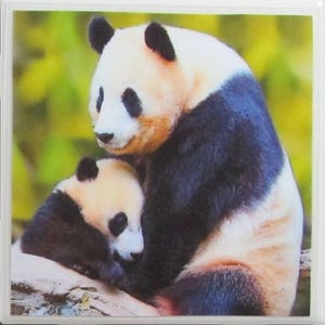 May include: A black and white giant panda bear is cuddling a smaller panda cub. The adult panda has a black patch around its eye and is sitting on a brown log. The cub is nestled in the adult panda's arms.