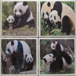 May include: Four square ceramic coasters featuring black and white panda bears. The coasters depict a mother panda with a baby panda in each of the four images.