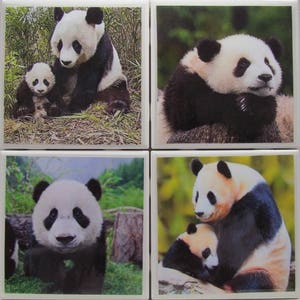 May include: Four square ceramic coasters featuring black and white panda bears in various poses. The coasters are ideal for protecting surfaces from heat and spills.