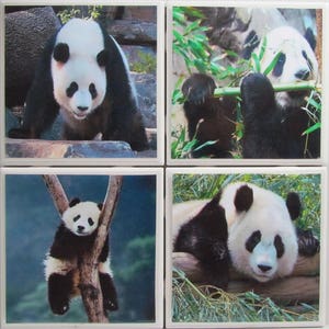 May include: Four square ceramic coasters featuring black and white panda bears in different poses. The coasters are white with a glossy finish.