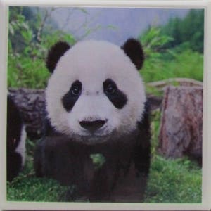 May include: A close-up of a black and white panda bear with black fur around its eyes. The panda is standing in a lush green grassy area with a blurred background of trees and foliage.