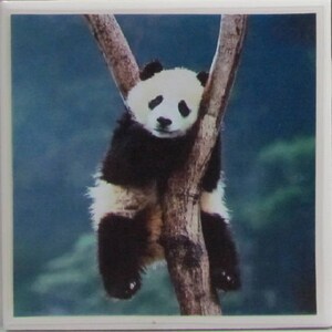 May include: A black and white panda bear cub is hanging from a tree branch. The panda is looking down with a sad expression. The background is a blue and green blur.