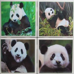 May include: Four square ceramic coasters featuring black and white panda bears in various poses. The coasters have a glossy finish and are ideal for protecting surfaces from spills and scratches.