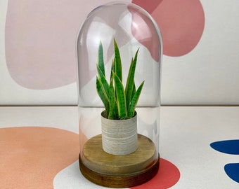 Snake Plant - Mini Paper Plant Sculpture in a Glass Dome with Wood Base - Sansevieria
