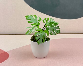 Monstera Albo Variegata - Miniature Faux Paper Plant - Monstera Deliciosa