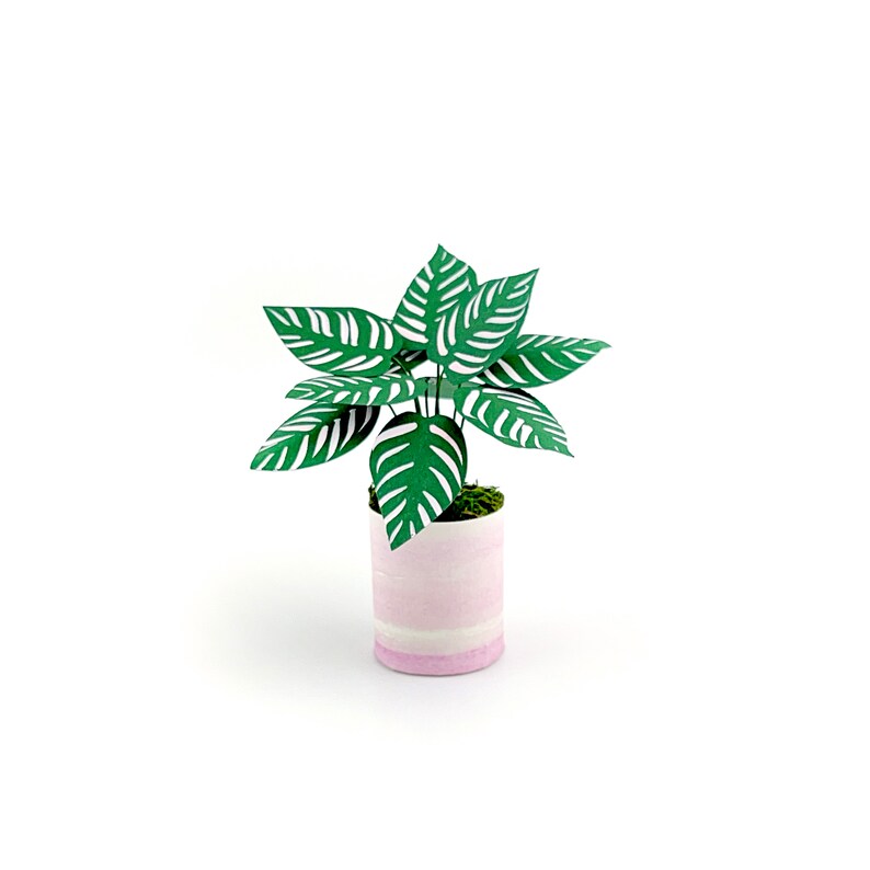 Pinstripe Calathea Mini Sculpture dusine de papier Calathea Ornata image 2