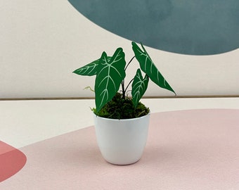 Alocasia Frydek - Miniature Faux Paper Plant - Elephant Ear Plant