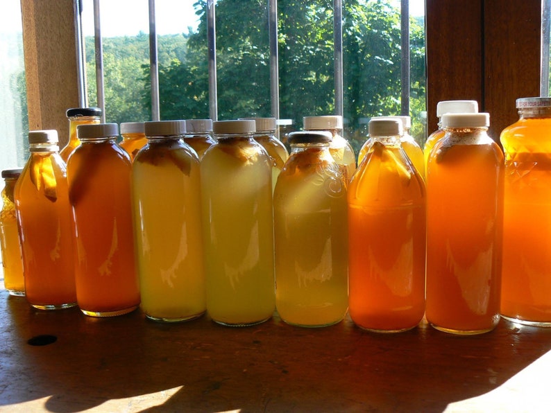 Live Kombucha Scoby Starter Culturekombucha Mother Cultureblack Tea