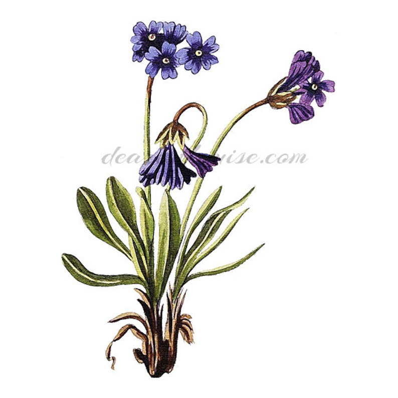 Purple Flower Print Instant Download Printable Wall Art Etsy Ireland