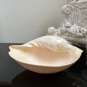 May include: A large, smooth, pale peach-colored seashell with a wide, open, bowl-like interior and a curved, tapered top section. The exterior surface features subtle, light-colored mottled patterns and a polished, glossy finish throughout.