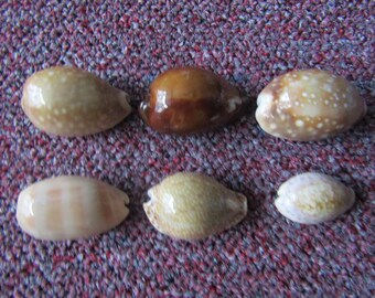These are saved for Morgane "Set of 18 Cowries from an Old Collection (f)(a)(d)"