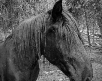 Könnte beinhalten: Ein Schwarz-Weiß-Foto eines Pferdes mit einer langen, dicken Mähne, die die Stirn bedeckt. Das Pferd ist im Profil abgebildet und schaut nach rechts. Unten links befindet sich ein Wasserzeichen mit der Aufschrift THE WORN LOOP CO. Photography.
